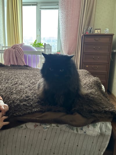 The image depicts an interior residential scene, identified by the prompt as located in Nizhnekamsk, Russia. A black, long-haired cat with prominent ear tufts is seated centrally on a brown, shaggy blanket covering a bed, facing the viewer. Its eyes are partially obscured by shadow. To the lower left, a fair-skinned human hand, consistent with that of a child, rests on the same brown blanket. In the midground, to the left of the cat, a white baby crib contains a folded pink ruffled blanket. Behind the crib, a partially deflated purple exercise ball and a green potted plant are visible. The background features a large window with white frames, revealing an overcast sky and distant urban buildings. Light-colored curtains, beige on the left and pinkish-patterned on the right, frame the window. To the far right, a five-drawer dark wooden dresser is topped with a silver-colored decorative item, a framed religious icon, and a small white figurine. The wall in the background is light green. The scene is illuminated by natural light entering through the window.