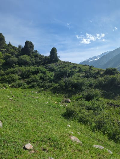 The image captures a natural landscape, possibly a mountainside in Chunkurchak, Kyrgyzstan. The foreground features a grassy slope with scattered rocks. Further up, the slope transitions into denser vegetation, including bushes and trees. In the background, a mountain range is visible, with snow-capped peaks suggesting a high altitude. The sky is blue with some scattered clouds. The overall impression is that of a rugged, natural environment.