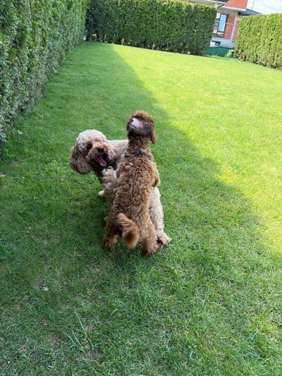 This outdoor image, captured in Slivnitsa, Bulgaria, features two curly-coated dogs actively playing on a vibrantly green, well-maintained lawn under bright daylight.
In the mid-ground, a light brown or cream-colored dog, likely a Cockapoo, is crouched low on its front paws, facing partially left towards the viewer. Its mouth is wide open, revealing its tongue and teeth, indicative of a playful pant or bark. Its eyes are open, focused on the other dog.
To its right, a smaller, darker brown dog, also likely a Cockapoo, stands upright on its hind legs. Its back is facing the viewer, and its head is tilted upwards and back, engaging with the lighter-colored dog. Its front paws are raised, either in mid-air or resting against the lighter dog, suggesting an energetic interaction. A dark-colored collar with subtle embellishments is visible around its neck.
The background on the left is dominated by a tall, dense green hedge, extending upwards and out of frame. On the right side of the background, another similar green hedge is visible, with a modern-style building situated behind it. This building features reddish-brown and grey-toned elements, a dark tiled roof, and a prominent, dark-framed window that reflects the sky. What appear to be power lines or cables are visible above the building in the distance. The lawn itself is evenly mown, with variations in light and shadow across its surface, suggesting strong sunlight from an unseen source.
