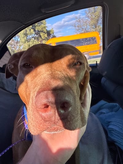 The image shows a close-up of a brown dog's face inside a vehicle. The dog is looking towards the camera with its eyes squinted. Sunlight casts a strong shadow across the dog's face. Outside the vehicle, a yellow bus is visible driving past, along with trees and a blue sky with white clouds. The context provided about the city of Kam'yane, Ukraine, is irrelevant to the visual content of the image.