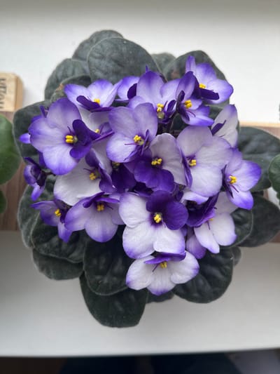 A top-down, medium shot showcases a vibrant African violet plant blooming with numerous purple and white flowers. The flowers, with their distinct purple-edged petals and yellow centers, are clustered together. Dark green, velvety leaves form a dense base for the blossoms. The plant is set against a bright, off-white background, with subtle hints of a wooden element and a dark shadow on the right side of the frame. The lighting appears to be bright, suggesting it might be daytime. There is no discernible activity or event taking place, other than the static beauty of the blooming plant. Some faint, blurred text is visible on a wooden object near the bottom of the frame, but it is illegible. The setting is implied to be indoors, likely a domestic environment, given the focus on the potted plant. No people are visible in the frame.