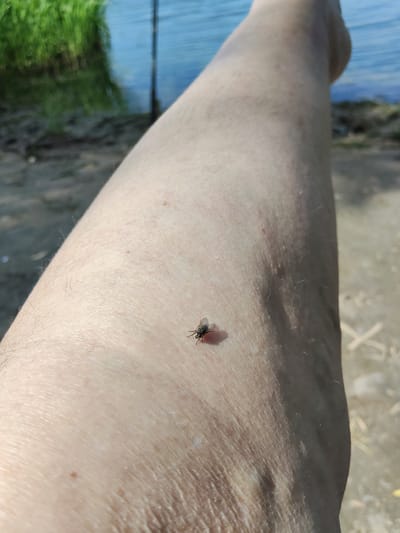 A close-up, eye-level shot focuses on a fly resting on a person's bare leg. The leg skin is lightly tanned and shows minor texture. The fly, a small dark insect, is positioned in the lower center of the frame, casting a faint shadow. The background is blurred, but suggests an outdoor environment. The upper left of the image shows a vibrant green mass of vegetation, possibly reeds or tall grass, reflected in a body of water that appears blue and slightly rippled. The rest of the background consists of dry, sandy or earthy ground with scattered, light-colored debris. The lighting indicates it is daytime, with the sun casting a distinct shadow from the fly. The scene is peaceful and natural, with no visible human interaction beyond the presence of the leg. The specific location in Lima, Peru, cannot be determined from the visual information provided.