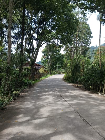 This image depicts a rural road in Ariyalai, Sri Lanka, winding uphill and curving to the right, observed from a low-angle perspective. The paved road surface is light grey, marked by a longitudinal seam down its center, and shows dappled sunlight and shadows from overhead foliage. Dense, verdant trees with thick canopies line both sides of the road, forming a natural archway. On the left side, a house with a yellow wall and a reddish-brown tiled roof is partially visible behind a low fence or wall, obscured by extensive green vegetation. The right side of the road features thick undergrowth and taller trees, with a utility pole discernible further down the road. In the distant background, rolling hills or mountains covered in trees are visible under a bright sky. No people, animals, or vehicles are present.