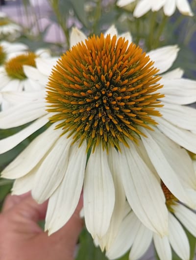 A close-up, eye-level shot focuses on the central cone of a white Echinacea flower, its orange-yellow ray florets protruding sharply. White petals, tinged with a very pale yellow, spread outwards and downwards. In the lower left corner, a blurred, light-skinned human hand is visible, gently touching one of the petals. The background is out of focus, showing hints of other white Echinacea flowers and green foliage, suggesting an outdoor garden setting. The scene is devoid of any specific location markers in Kiełczów, Poland.