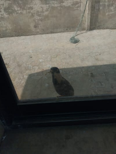 The image shows a bird outside a window. The bird appears to be on a concrete surface, possibly a rooftop. The background shows a textured wall and a coiled rope. The lighting suggests it is daytime. This image was taken in Chhina Uttar, Pakistan.