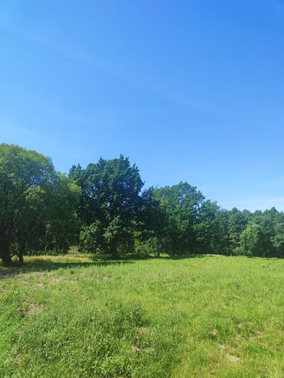 This is a medium-shot, landscape photograph of a clearing in a grassy field with a line of trees in the background under a clear blue sky. The field is covered in tall green grass, with patches of drier, lighter-colored ground visible. The trees in the background are dense and leafy, with various shades of green. The sky is a vibrant, cloudless blue, taking up the top half of the image. The photograph appears to have been taken on a bright, sunny day in Laskino, Russia. There are no people or animals visible in the image, and no specific actions or interactions are depicted. The scene is one of natural, undeveloped landscape.