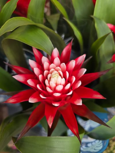 The image is a close-up, overhead shot of a vibrant red bromeliad flower. The flower has a starburst shape with pointed petals that transition from deep red at the base to white at the tips. The center of the flower is a cluster of small, pale yellow or white florets. Large, green, strap-like leaves surround the flower, creating a lush backdrop. The background is softly blurred, with hints of blue and white patterns that might suggest a decorative pot or surface. There is no indication of the flower's location in Claremorris, Ireland, or any people, actions, or interactions. The scene is entirely focused on the botanical subject.