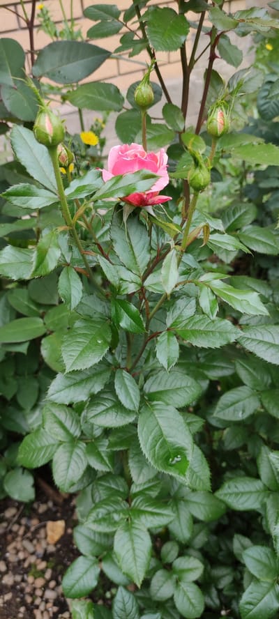A close-up, vertical shot shows a pink rose in partial bloom, with several green buds and dense green foliage. The rose, with its delicate pink petals tinged with red at the base, is the central focus. It is surrounded by numerous serrated, dark green leaves, some of which have water droplets on them, suggesting recent rain or watering. Several unopened rose buds, mostly green with hints of pink, are visible throughout the frame, positioned above and around the open bloom. The stems are a deep reddish-brown, some bearing small thorns. In the background, out of focus, a light-colored brick wall and hints of yellow wildflowers can be seen, along with some gravel on the ground. The overall impression is of a lush, well-watered rose bush. The metadata indicates the location as Ангелово Клубная Резиденция, Russia.