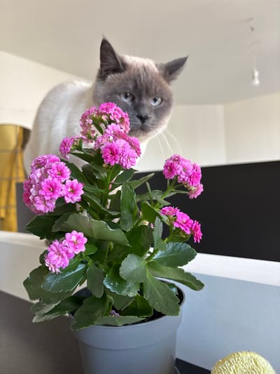 A light-colored cat, resembling a Siamese with striking blue eyes and dark brown points on its face and ears, looks directly at the camera with a curious, tilted gaze. Its white fur is visible below its head, and prominent whiskers extend outwards. The cat appears to be positioned above the camera's perspective.
In the foreground, a vibrant potted plant featuring numerous clusters of small, bright pink flowers and thick, succulent-like green leaves dominates the right side of the image. The plant is housed in a simple grey cylindrical pot.
The background consists of clean white walls or surfaces, with a distinct vertical black section suggesting a modern interior design. To the far right, a yellow, textured, spherical or bulbous object is partially visible. The photograph is taken from a low angle, looking upwards, under bright, natural daytime lighting. No text is visible in the image. The scene is located in Antwerp, Belgium.