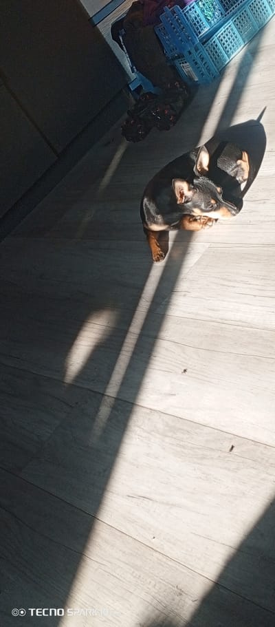 A black and tan dog is sitting on a light-colored wood floor, bathed in sunlight streaming in through a window. The light creates strong shadows across the floor. In the background are blue plastic crates, a child's toy car, and dark cabinets. The location is possibly indoors within the city of Bereg Kubani, Russia.