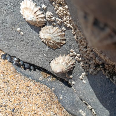 The image shows a close-up of a rocky shoreline in Fanore, Ireland. There are several limpets and barnacles attached to the dark grey rock. In the lower left, there is a patch of sand with small pebbles and shell fragments. A line of black mussels is visible in a crevice between the rock and the sand. The lighting suggests it is daytime, with sunlight casting shadows on the rock. The scene is natural and appears to be at the intertidal zone. There are no people visible in the image.