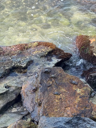 This media file captures a close-up, top-down view of a rocky shoreline in Goviyapana, Sri Lanka. The scene is dominated by rough, textured rocks of various colors, ranging from earthy browns and oranges to grays and darker, wet surfaces. These rocks are partially submerged in clear, shallow water, creating reflections and highlighting the textures of both the water and the stone.
Several small crabs are visible on the rocks, scattered across the surface. They appear to be foraging or simply resting in their natural habitat. The water is gently rippling, suggesting a calm sea or a tidal pool. Patches of dark, wet seaweed or algae cling to some of the rocks, adding to the natural, rugged aesthetic of the coastal environment.
The lighting appears to be natural daylight, likely mid-morning or afternoon, with the sun illuminating the water and rocks. There are no people or man-made objects clearly visible, emphasizing the wild, natural state of the location. The overall impression is one of a peaceful, untouched coastal ecosystem. No visible text is present in the image.