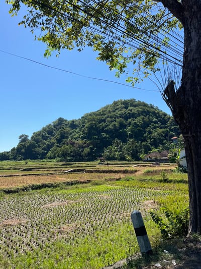 A sun-drenched scene unfolds in Karangasem, Indonesia, where lush green rice paddies stretch towards a verdant, tree-covered hill under a clear blue sky. The foreground features meticulously arranged rows of young rice plants, their vibrant green contrasting with the dry, golden stubble of harvested fields. A dirt path winds through the terraces, hinting at the agricultural labor that defines this landscape. In the mid-ground, a cluster of traditional Indonesian houses with red-tiled roofs nestle amongst the trees, their presence a testament to human habitation within this natural expanse. A lone figure, small in the frame, walks along one of the paths, adding a sense of scale and life to the panorama. The scene is framed by the dark, textured bark of a large tree on the right, its branches adorned with green leaves and a tangle of electrical wires overhead, suggesting the intersection of nature and infrastructure. A simple concrete marker with a black band stands near the foreground, a silent sentinel on the edge of the cultivated fields. The overall impression is one of rural tranquility and the harmonious coexistence of agriculture, nature, and a small community.