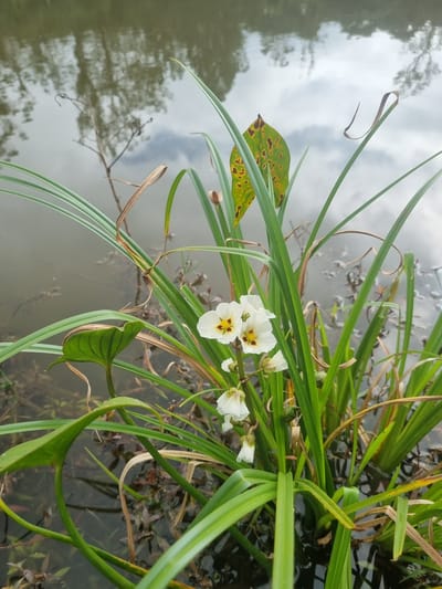 A cluster of delicate white flowers with yellow centers and maroon accents blooms amidst tall green grass in the shallow, murky water of a pond or slow-moving stream. The water's surface reflects the muted gray sky and the faint silhouettes of trees on the opposite bank, suggesting an overcast day. A single mottled green and brown leaf, likely from a different plant, droops from a stem above the flowers, adding a touch of autumnal color to the scene. The water is dark and opaque, with submerged vegetation visible beneath the surface. The overall setting appears to be a natural or semi-natural outdoor environment, possibly within or on the outskirts of Mogi das Cruzes, Brazil, given the presence of aquatic flora typical of the region. There are no people or animals visible in the image, and no discernable actions or interactions are taking place.