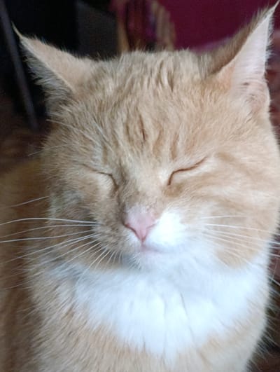 This is a close-up, eye-level, vertical shot of an orange tabby cat with its eyes closed. The cat is facing the camera. Its fur is mostly light orange with white markings on its chest and chin. The cat's nose is pink, and its whiskers are long and white. The background is dark and blurred, with hints of red and brown, suggesting an indoor setting. The image does not contain any elements that would indicate a specific location in the city of Tugulym, Russia.