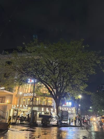This is a nighttime, eye-level, medium shot of a street scene in Chennai, India, likely from a low angle looking slightly up. A large tree with sparse leaves dominates the foreground, its branches obscuring part of a building in the background. The building features a curved facade with prominent illuminated signage, including "zaitoon" and "I L Y Z L Y" in glowing letters. Several people are visible, some standing on the sidewalk, others near motorcycles and a scooter. The street is wet and reflective, suggesting recent rain, with puddles forming on the asphalt. Streetlights and the building's interior lights illuminate the scene. The sky is dark and overcast. A rickshaw and other vehicles are present in the distance, with their headlights visible.