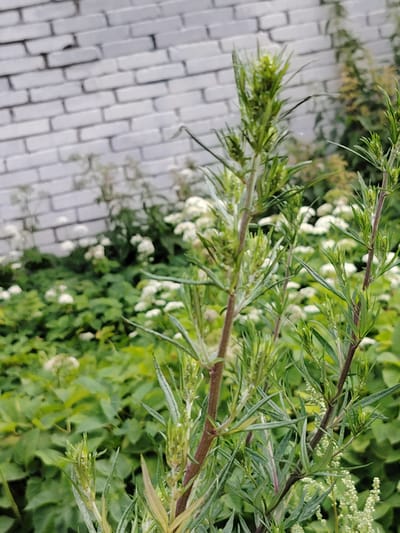 The media file shows a close-up of green, leafy plants with thin, spiky leaves and small, bud-like clusters. The main subjects are the plants, with a brick wall in the blurred background. The scene appears to be outdoors in a garden or natural setting, indicated by the abundance of greenery and the presence of what seems to be a brick wall or fence bordering the area.

There is no discernible activity or event taking place; it's a still image of plants. Notable details include the focus on the vegetation, with some areas sharp and others out of focus, suggesting a shallow depth of field. The lighting appears to be natural, likely daylight, as there are no harsh shadows or artificial light sources visible. The brick wall, painted white and showing some signs of age or weathering with darker mortar lines, provides a contrasting textured backdrop to the organic forms of the plants. The overall mood is tranquil and natural. There is no visible text in the image.
