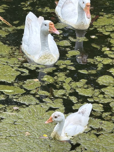 Three white geese are swimming in murky water covered with green algae. The geese are of varying sizes, suggesting at least one is a gosling. The water appears to be a pond or slow-moving body of water, possibly in a park. The image does not provide any visual cues to determine its location in New Delhi, India.