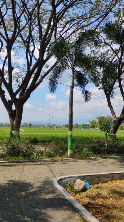 This is a vertical, eye-level, outdoor photograph taken in Madiun, Indonesia. The foreground features a paved walkway made of interlocking gray pavers, scattered with yellow leaves. A curved concrete planter box borders the walkway on the right, containing soil, fallen leaves, a large rock, and a blue plastic bag.

Beyond the walkway, a lush green rice paddy stretches into the mid-ground, dotted with small purple flowers and green foliage in the immediate border. Several tall trees with bare branches frame the scene on the left and right, their trunks banded with green and yellow paint. A slender palm tree, also banded with green and yellow, stands prominently in the center. In the distance, a hazy landscape of hills and a blue structure are visible under a bright, cloudy sky. White streamers and poles are scattered across the rice field. The overall impression is a rural or semi-rural setting, likely on the outskirts of Madiun.