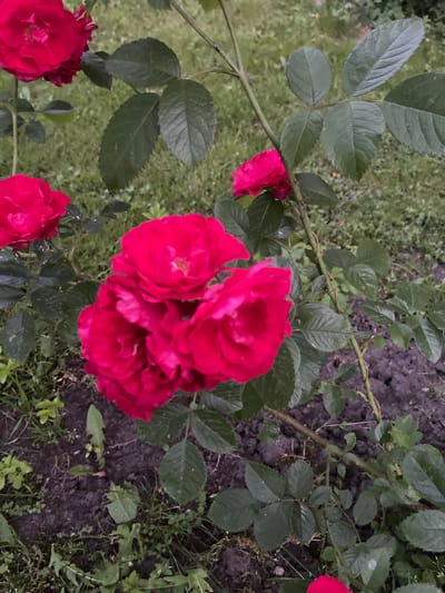 A close-up, outdoor, eye-level shot features a cluster of vibrant pink roses in full bloom. The roses are the primary focal point, with their velvety petals layered and detailed. Surrounding the flowers are lush, dark green leaves and a thorny stem, indicative of a rose bush. The background is softly blurred, showing more greenery and dark soil, suggesting a garden or natural setting. No people or specific city landmarks are visible, so the location in Jelgava, Latvia, cannot be determined from the image alone.