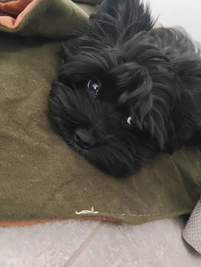 A black dog is lying on a green blanket. The dog is facing the camera with its head tilted to the side. Its eyes are open and looking at the camera. The dog's fur is black and shaggy. The blanket is a dark green color and appears to be made of a soft material. The background is blurred and out of focus, but appears to be a tiled floor. There is a hint of orange fabric peeking out from under the green blanket. The image was taken in the city of Podsteрki, Russia.