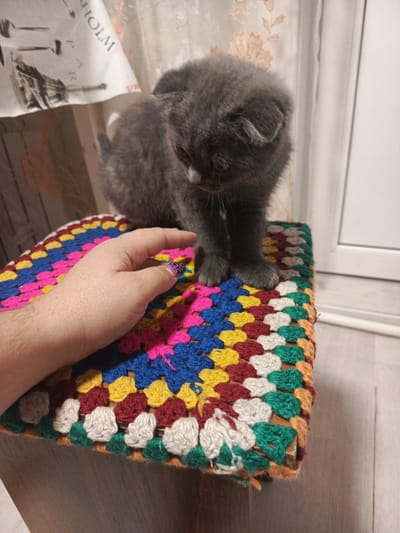 In a room located in Meget, Russia, a fluffy grey kitten with folded ears is perched on a colorful crocheted stool. The stool is covered in a vibrant pattern of pink, blue, yellow, red, white, and green yarn squares. A human hand, with a purple and black patterned nail, rests on the side of the stool, near the kitten. The background consists of a window with light-colored curtains and a wall.