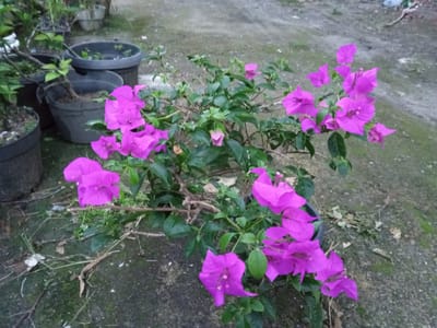 In a somewhat overgrown outdoor area, likely a garden or yard in Buketteukuh, Indonesia, a vibrant cluster of bougainvillea flowers takes center stage. The flowers are a striking shade of magenta-purple, their papery bracts unfurling in delicate layers. They grow on a thorny vine with dense green foliage. The plant is housed in a dark-colored pot, one of several visible in the background. These other pots, some filled with soil and greenery, others appearing empty, are scattered around on a rough, grayish ground surface that suggests a concrete or dirt path. The overall impression is one of a slightly unkempt but beautiful natural setting.