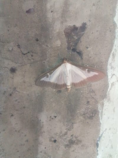 A moth rests on a rough, textured surface that appears to be concrete. The moth is light-colored with brown markings on its wings. Its body is segmented and light brown. The surface it's on is mottled gray and brown, with some darker splotches and cracks. The lighting suggests it could be daytime, but there are no clear indicators of the time of day or weather conditions. The background is out of focus, but it seems to be a continuation of the rough surface with a lighter edge on the right side. No people or text are visible in the image. The setting appears to be outdoors or in an unrefined indoor space, possibly a wall or floor.