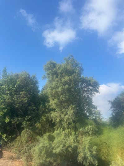 The image shows a dense green foliage against a bright blue sky with scattered white clouds. The vegetation is lush and appears to be composed of trees and bushes with fine needle-like leaves. In the foreground, the ground is covered with dry grass and some debris. The scene suggests an outdoor natural environment, possibly in a park or rural area. The location is identified as Hof HaCarmel Regional Council, Israel. There are no people or specific actions visible in the image.