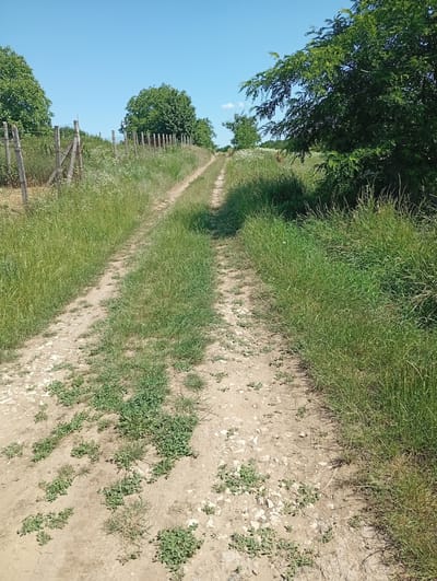 The image depicts a dirt road winding through a rural landscape on a clear, sunny day. The road is flanked by tall, green grass and several trees. A rustic fence runs along the left side of the road. The scene is likely located in the village of Buțeni, Moldova, given the context. There are no people or animals visible in the image. The environment appears dry, with patches of exposed earth and sparse vegetation along the roadside.
