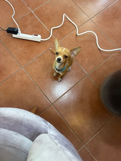 This image, captured in Acapulco, Mexico, presents an indoor scene with a small, fawn-colored dog as the central subject. The dog, consistent with a Chihuahua breed, possesses prominent erect ears and wears a light blue collar. It is positioned on a terracotta-tiled floor with visible grout lines, directly observing the camera from a sitting posture.
To the upper left of the dog, a white multi-outlet power strip is present on the floor. A black power adapter is plugged into one outlet, connected by a white electrical cord that snakes across the floor, extending out of frame to the upper left. A second white electrical cord exits the power strip towards the upper right, also exiting the frame. A red power switch is discernible on the power strip.
In the lower left, a section of light purple or grey upholstered furniture, likely an armchair, is visible, displaying fabric texture and a partial wooden leg beneath. A dark, rounded object occupies the right side of the frame.