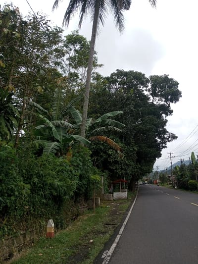 The image depicts a roadside scene in Kodarapalli, India, under an overcast sky. The view is angled slightly down the length of an asphalt road, extending into the distance where it curves gently to the right.
On the immediate left, a concrete retaining wall supports a dense embankment of green foliage, including various bushes and banana plants with broad leaves. A tall palm tree trunk rises prominently from this vegetation, extending beyond the frame into the sky. On the grassy verge bordering the road, a concrete milestone painted white, red, and yellow is visible, displaying "8" and "KOD," indicating a location marker for Kodarapalli.
Further along the left side of the road, a small, open-sided market stall with a reddish-brown canopy and white fabric draped around its base is situated among more dense green trees. Overhead power lines crisscross the sky, supported by utility poles lining the right side of the road.
In the mid-distance on the road, two vehicles are visible: a dark colored automobile and a motorcycle. The surrounding environment beyond the immediate roadside consists of lush green trees and distant, hazy hills or mountains beneath a light grey, cloudy sky. No individuals are prominently visible.