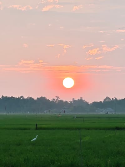This image depicts a rural landscape at sunrise or sunset in Mee Pangwa, Indonesia. The scene is dominated by a brilliant, white-yellow sun positioned centrally in the upper half of the frame, casting a warm orange and pink glow across the sky. Wispy, light-colored clouds are scattered across the upper sky. Below the horizon, a dense line of dark green trees and foliage stretches across the midground. In the immediate foreground and extending into the midground are expansive, vibrant green rice paddies. A single white bird, identified as an egret, stands in the lower-left quadrant of the green field, facing towards the right. Several thin, dark vertical poles are visible within the paddies, along with at least two dark, triangular flag-like objects on poles further back in the fields. Faint outlines of small structures, consistent with rural housing, are discernible amidst the trees in the background. No human figures are present, and no direct interactions are observed beyond the egret in its environment.