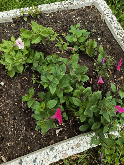 In the city of Meget, Russia, a close-up, high-angle shot captures a square raised garden bed filled with dark soil and green petunia plants. The bed's edges are lined with white gravel. Several petunia flowers are visible: one light pink with darker veins, and three magenta or bright pink flowers. Some of the magenta flowers appear wilted or are in bud form. The surrounding area shows green grass. The scene is devoid of human presence or any discernible actions or interactions.