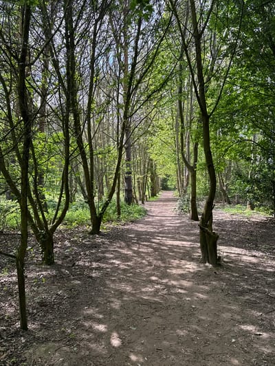 The image depicts a tranquil outdoor scene, capturing a path winding through a wooded area or avenue of trees. The setting is likely a park, forest, or nature trail, consistent with the provided context of Gorleston-on-Sea, United Kingdom.
The primary subjects are numerous trees that line both sides of a central dirt or gravel path, extending into the distance. The trees form a dense canopy overhead, with vibrant green foliage suggesting late spring or early summer. Sunlight filters through the leaves, casting dappled shadows on the path and forest floor, indicating a bright and sunny day. The path itself appears well-trodden, devoid of any visible individuals or animals.
Notable details include the interplay of light and shadow, which creates a textured appearance on the ground and highlights the freshness of the leaves. The trunks of the trees vary in thickness, and their branches interlace to create a natural archway over the path. The ground beside the path is covered with sparse undergrowth and fallen debris, characteristic of a natural woodland environment. No specific activities are taking place, and no text is visible in the media file. The overall atmosphere conveyed is one of peaceful solitude and natural beauty.