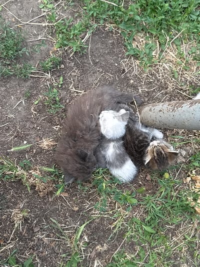 Two kittens are sleeping nestled together on the ground next to a metal pole. One kitten, with grey and white fur, is curled up on its side with its head resting on the other kitten. The second kitten, a tabby with brown and black stripes, is sleeping on top of the grey and white kitten, also curled on its side. They appear to be comfortable and peaceful, likely enjoying the warmth of each other. The ground is a mix of dark soil and dry grass, with patches of green vegetation scattered around. The scene suggests a natural, outdoor setting, possibly a yard or a park. The lighting indicates it is daytime, and the weather appears to be fair. The overall impression is one of quiet innocence and the simple joy of a peaceful nap in a natural environment. There is no visible text in the image.