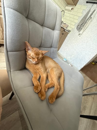 A ginger cat is sleeping soundly on a gray, tufted chair. The cat is curled up with its eyes closed, appearing very relaxed. Its paws are tucked neatly beneath it. The chair itself is modern in design, with a quilted surface and a sleek, minimalist frame.

The scene appears to be indoors, likely in a home. In the background, glimpses of a bathroom area are visible, with tiled walls, a sink, and a roll of toilet paper. There are also hints of wooden flooring and what looks like a kitchen counter or cabinet. The lighting suggests it is daytime. The overall atmosphere is one of domestic tranquility and comfort, centered around the sleeping feline. The location is identified as Stary Oskol, Russia. No visible text is present in the image.