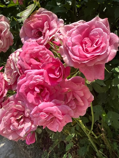 The image is a close-up, eye-level shot of a cluster of pink roses in bloom, set against a backdrop of dark green foliage. The roses are the primary subjects, with their petals displaying various shades of pink, some appearing lighter and faded while others are a vibrant hue. The textures of the petals, from smooth to slightly wilted, are evident, and the intricate layering of the blooms is clearly visible. Sunlight dapples the flowers, creating highlights and shadows that add depth and dimension to the scene. In the lower left quadrant, a portion of a grey, textured surface, possibly a stone or concrete pathway, is visible. A single rosebud, partially open and vibrant pink, is nestled among the larger blooms towards the bottom center. The overall impression is one of natural beauty and the peak of a rose bush's flowering season. This scene is located in the city of Aksakovo, Bulgaria.