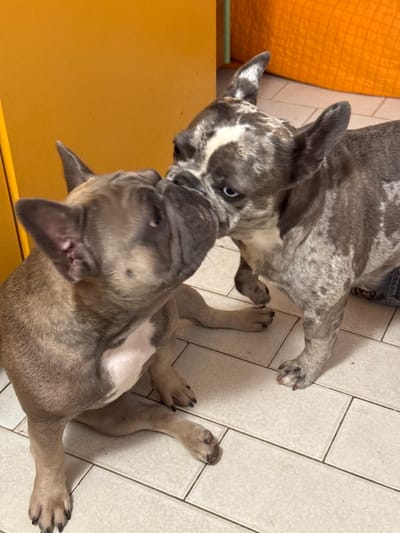 Two French Bulldogs are interacting. One dog, predominantly fawn and white, is sitting with its head turned to the left, with its nose almost touching the other dog's nose. The second dog, with a merle coat of grey and white, is standing, facing the fawn dog. Its head is also turned towards the fawn dog, and its eyes are blue. They appear to be on a tiled floor, with a bright yellow wall and a section of an orange quilted surface visible in the background. The scene is indoors.