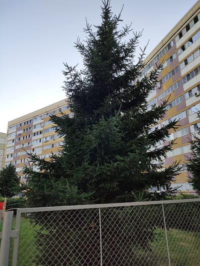 A tall, dark green fir tree dominates the foreground of the image, its branches obscuring much of the background. Behind the tree, a multi-story apartment building with a colorful facade of beige, yellow, and pink panels is visible. The building has many windows, some open, and air conditioning units are mounted on some of the walls. A chain-link fence runs across the lower part of the image, partially covering the base of the tree and a patch of green grass. The sky above is a clear, pale blue. The scene appears to be an urban residential area, likely in Barnaul, Russia, given the architectural style of the building and the presence of a fir tree.