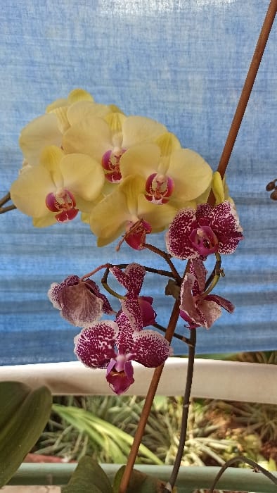 Two orchid varieties intertwine on a single stem. One boasts pale yellow petals with magenta centers, clustered in full bloom. The other displays rich magenta petals speckled with white, its flowers smaller and more sparsely arranged. A thin brown stem supports the orchids, set against a backdrop of a blue curtain and a blurry window view of greenery and a white post.