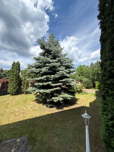 The image depicts an outdoor scene in what appears to be a backyard or garden setting, possibly in Liubymivka, Ukraine. The primary subject is a large, mature blue spruce tree with dense, blue-green foliage, positioned prominently in the center of the frame. To the left and right of the tree are dark green, manicured hedges, creating a sense of enclosure.

Beyond the spruce, a lawn is visible, with patches of dry, yellowish grass suggesting a warm season or dry spell. A white lamppost with a decorative glass lantern stands in the upper right quadrant of the image, casting a distinct shadow across the lawn. The lighting suggests it is daytime, with bright sunlight creating sharp contrasts between sunlit and shaded areas.

In the background, behind the spruce tree, there is a mix of other greenery, including smaller trees and bushes. A rustic wooden fence and a wall constructed of stones are also partially visible, adding to the sense of a private garden or yard.

The sky above is a vibrant blue, dotted with fluffy white clouds, indicating fair weather. The overall atmosphere conveyed is one of a tranquil, well-maintained outdoor space bathed in natural light. There is no text visible in the image.