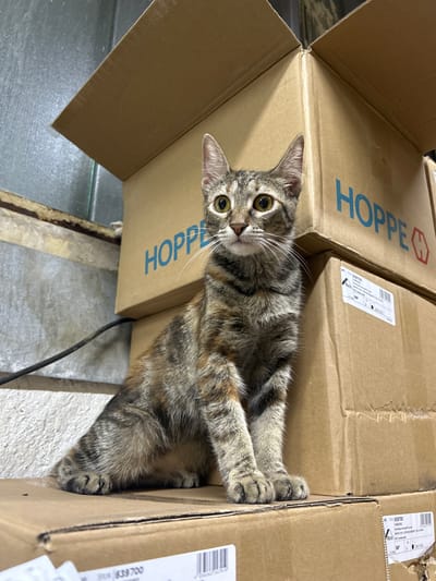 A tortoiseshell cat with green eyes sits on stacked cardboard boxes. The cat is facing forward with its head slightly tilted. The boxes are brown and have blue lettering that says "HOPPE". One box has a white label with black text. The background is a textured wall and a metal pipe. The scene appears to be indoors, possibly in a storage area or warehouse, and is not located in Struma, Bulgaria.