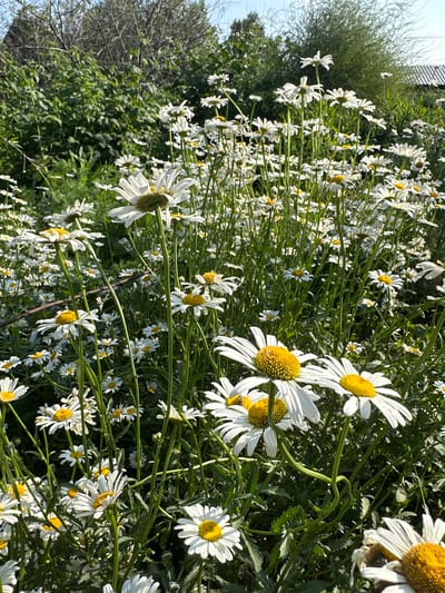 The image captures a sun-drenched field of white daisies with yellow centers, set against a backdrop of lush green foliage and a clear blue sky. The daisies are the primary subject, filling the foreground and middle ground with their delicate white petals and vibrant yellow discs. The stems are slender and green, reaching upwards towards the sun. In the background, dense greenery suggests a natural or semi-wild environment, possibly a meadow or garden edge. A hint of a building with a sloped roof is visible on the far right, implying a rural or suburban setting. The overall scene conveys a sense of natural beauty and tranquility. This scene could be located in Biysk, Russia, a city known for its proximity to natural landscapes.
