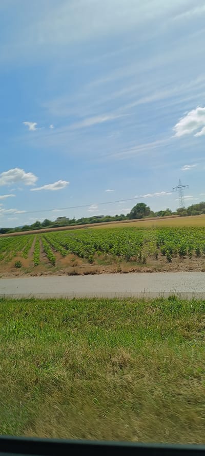 The image depicts an agricultural field in Waiblingen, Germany, under a partly cloudy blue sky. A road runs horizontally across the foreground, bordered by a strip of green grass. Beyond the road, a vast field of green crops, planted in neat rows, stretches into the distance. In the background, a power line tower stands tall amidst trees and fields of dry, golden crops. A few indistinct buildings are visible on a gentle slope in the far background. The scene appears to be a rural landscape, possibly captured from a moving vehicle due to the motion blur present in the foreground grass. There are no people or animals visible in the image.