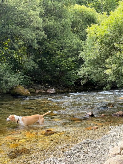 A dog stands in a shallow, clear stream, its hind legs submerged in the water. The dog is a light tan color with a white chest and muzzle, and is wearing a dark collar. It is facing away from the camera, looking into the water. The stream bed is rocky and appears to be covered in a light layer of gravel and small stones, which are visible through the clear water. To the left of the stream, lush green trees and foliage create a dense canopy, with sunlight filtering through the leaves and casting dappled shadows. The trees appear to be in full leaf, suggesting a warm season. To the right of the stream, the bank is composed of larger rocks and pebbles. The overall scene is one of a natural, outdoor environment, likely a wooded area with a flowing body of water. The light suggests it is daytime, possibly late morning or afternoon, given the brightness and shadows. The image evokes a sense of tranquility and a connection with nature.