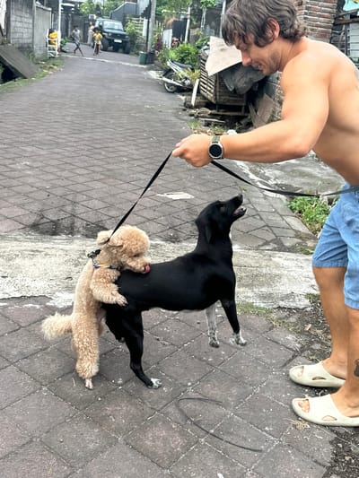 A shirtless male in blue shorts walks two dogs on a leash on a brick-paved street. The man wears a watch on his left wrist and slip-on sandals. One dog is black and the other is a tan poodle. The poodle is standing on its hind legs, embracing the black dog. The scene is set in Dalung, Indonesia. In the background, there is a parked black car and several people walking on the street. There are buildings and vegetation on either side of the street. A small motorcycle is parked beside a building.