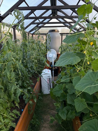 This image depicts the interior of a greenhouse located in Dreiliņi, Latvia. The greenhouse has a wooden frame and a transparent, likely polycarbonate, roof. Inside, several plants are growing in raised beds. On the left, tomato plants are visible, supported by stakes. On the right, cucumber plants with large leaves and yellow flowers are thriving and climbing.
In the background, a large, grey water barrel is positioned, suggesting a system for watering the plants. A white oscillating fan is placed in front of the barrel, likely for ventilation. A large bag of what appears to be garden soil or fertilizer, labeled with text that includes "KASVUTURVA", is leaning against a plant on the right side of the image. The floor of the greenhouse appears to be a mixture of soil and dried grass. The overall impression is of a functional and well-maintained space for horticultural purposes. There are no people visible in the image.