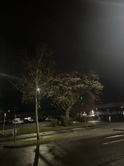 This nighttime image captures a quiet, dimly lit street scene in what appears to be an urban or suburban environment, consistent with the provided location context of Schweinfurt, Germany. The ground surfaces, including a paved road or parking area on the right and a narrow strip of grass, appear wet, indicating recent rain, dew, or mist, which also contributes to a slight haziness in the air.

Prominently featured are several trees. A large, mature tree with a dense network of bare or sparsely leaved branches dominates the mid-ground. A bright, artificial light source, likely a streetlight, is visible near its trunk, casting light upwards into its canopy. A distinctive green light is also visible embedded within the foliage of this tree. Another, taller and thinner tree stands to the left.

In the background, on the right, the dark outlines of buildings are visible, some with faint internal lights illuminating windows. Along the wet road or sidewalk, the faint shapes of parked cars can be discerned. Street furniture includes a clear circular "No Parking" sign (red circle, blue center, red diagonal line) and a smaller, white rectangular sign below it, whose text is illegible. A bright lens flare or distant light source is visible in the upper left portion of the image.

No human or animal activity is visible, creating a serene and somewhat solitary atmosphere. The primary light sources are artificial, emphasizing the darkness of the night.