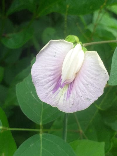 A light pink flower with delicate purple veins dominates the view, surrounded by lush green foliage. The flower's petals are slightly ruffled, exhibiting a unique shape. A cluster of leaves forms a dense backdrop, providing a natural contrast to the flower's soft hues. The image captures the flower in its natural environment, suggesting a serene and peaceful setting.